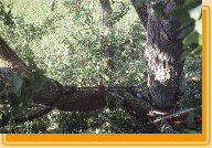 Kronensicherung untere Etage - Ginkgo Niederösterreich